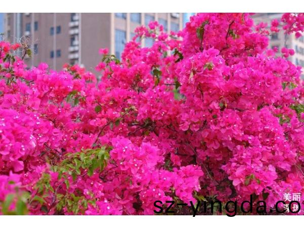 深圳(zhen)的(de)旾天什(shen)麼(me)顔(yan)色？